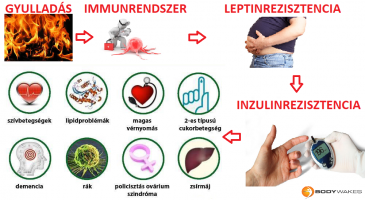Az inzulinok típusai - HáziPatika